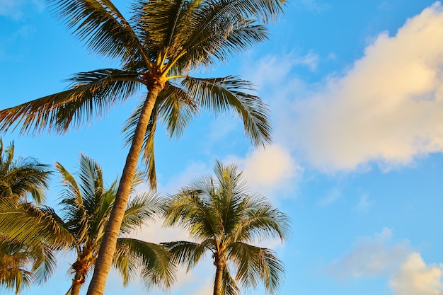 Bild der Palmengruppe in den Tropen gegen den blauen Himmel