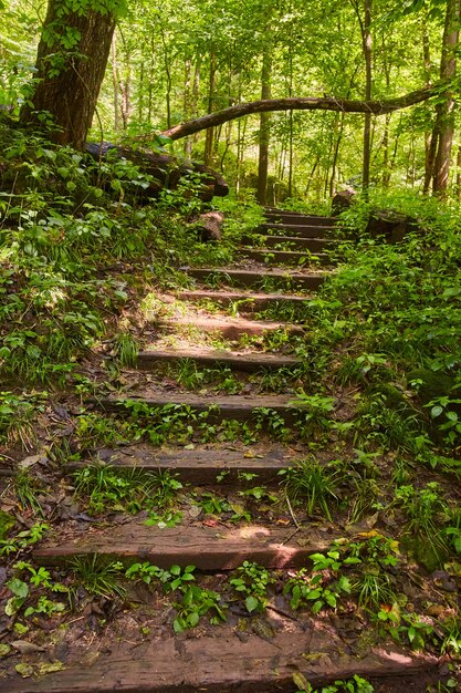 Bild der Stufen des Naturparkweges durch den Wald