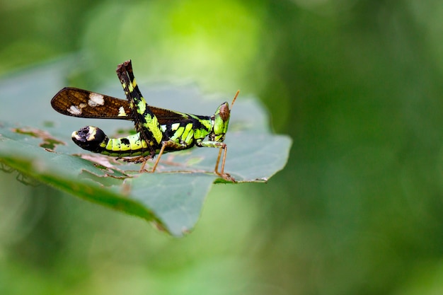 Bild der verbundenen Stelle Affe-Heuschrecke (Mann), Erianthus serratus auf grünen Blättern. Insekt Tier