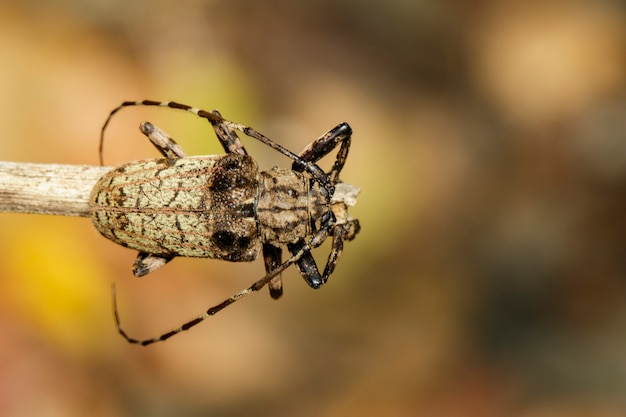 Bild der Wanze Cerambycidae (Moechotypa suffusa) auf Niederlassung. Insekt. Tier.