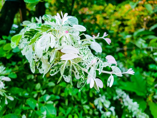 Bild der weißen Blume in einem formalen Garten der bunten Landschaft