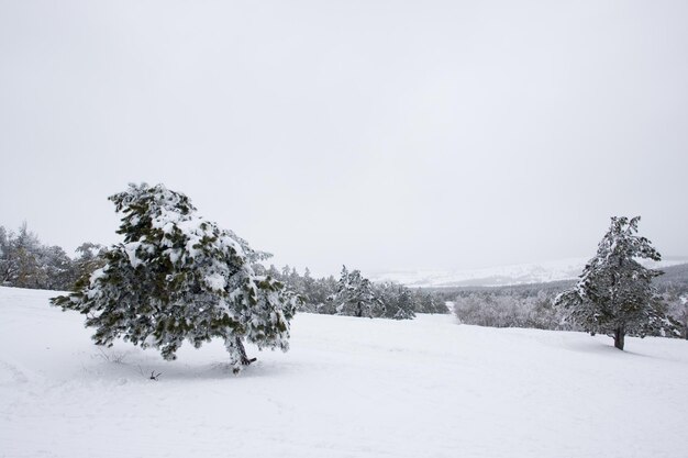 Bild der Winteransicht mit Kiefer und Berg