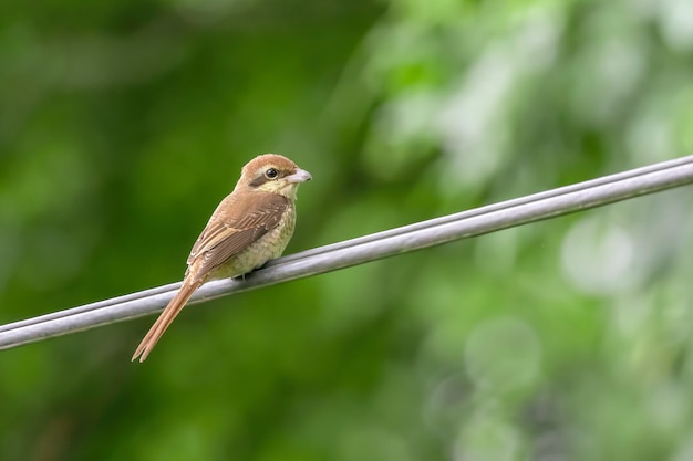 Bild des braunen Würgers (Lanius Cristatus) auf Naturhintergrund. Vogel. Tiere.