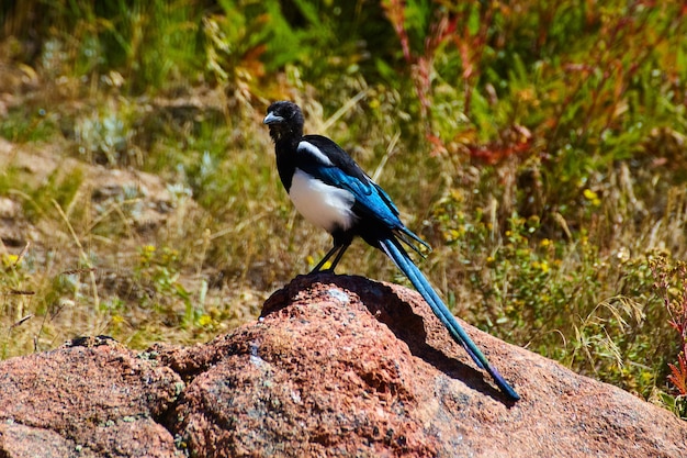 Bild des einsamen blauen, schwarzen und weißen Vogels auf Wüstenfelsen