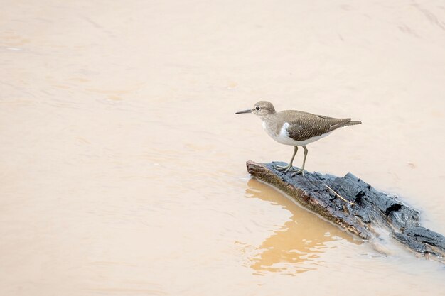 Bild des Flussuferläufervogels (Actitis hypoleucos), der im Sumpf auf Naturhintergrund nach Nahrung sucht. Vogel. Tiere.