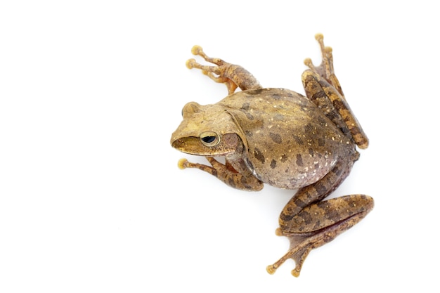 Bild des Frosches, Polypedates leucomystax, polypedates maculatus. Amphibie. Tier.