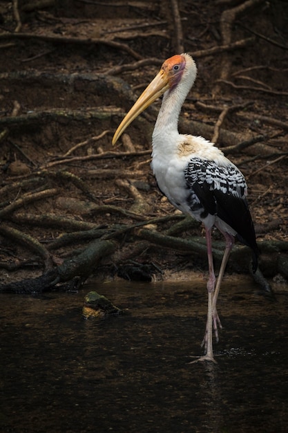 Bild des gemalten Storchs auf Natur