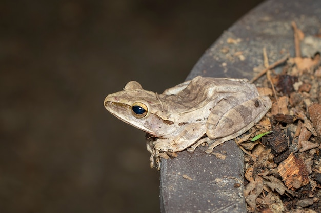 Bild des gemeinen Laubfrosches, des vierzeiligen Laubfrosches, des goldenen Laubfrosches