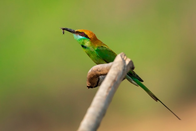 Bild des grünen Bienenfressers (Merops orientalis) auf einem Baumast auf Naturhintergrund. Vogel. Tiere.