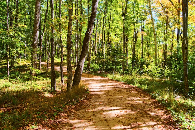 Bild des grünen Waldes mit sandigem Wanderweg mit abgefallenen Blättern über den Weg