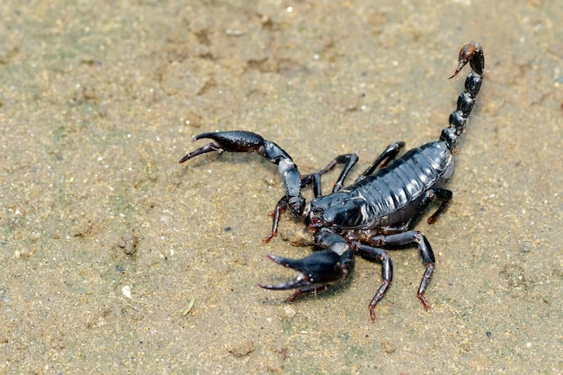 Bild des Kaiserskorpions (Pandinus imperator) auf dem Boden. Insekt. Tier.