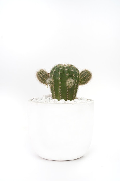Bild des Kaktus in einem weißen Topf auf einem weißen Hintergrund