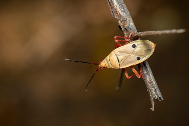 Bild des Kapokwanzen (Probergrothius nigricornis) auf einem Ast. Insekt. Tier.