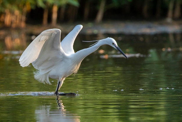 Bild des kleinen Reihers Egretta garzetta auf der Suche nach Nahrung im Sumpf auf Naturhintergrund Vogeltiere