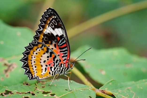 Bild des Leopard Lacewing Schmetterlinges auf grünen Blättern. Insekt Tier.