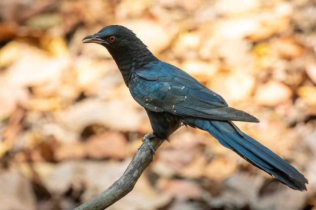 Bild des männlichen asiatischen Koel-VogelsEudynamys scolopaceus auf einem Ast auf Naturhintergrund Tiere