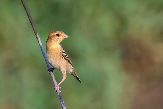 Bild des männlichen Baya-Webers, der auf Naturhintergrund nistet Vogeltiere