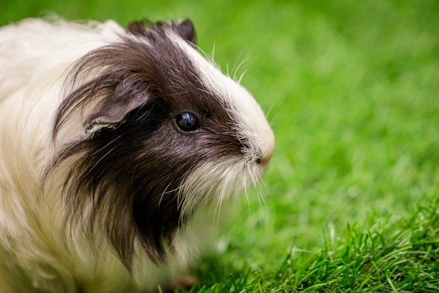 Bild des Meerschweinchens auf dem Rasen. Haustiere. Tiere.