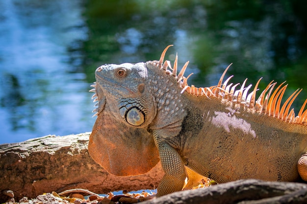 Bild des orange-grünen Leguanmorphs auf einem natürlichen Hintergrund. Tier. Reptilien