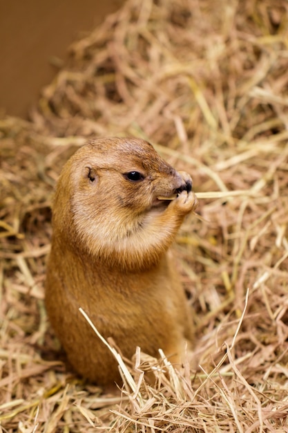 Bild des Präriehundes auf dem trockenen Gras. Haustier. Wilde Tiere.