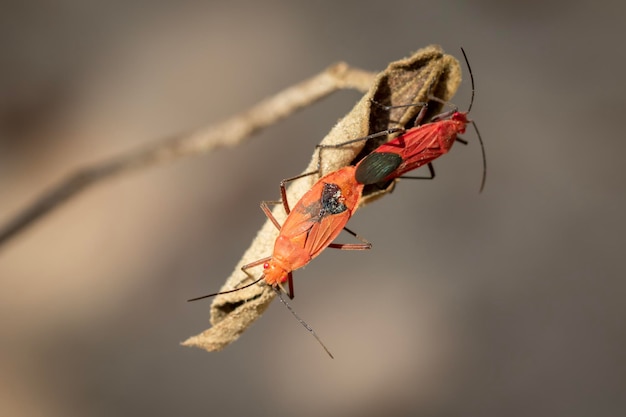 Bild des roten Baumwollkäfers Dysdercus cingulatus auf dem Blatt auf natürlichem Hintergrund Insektentier