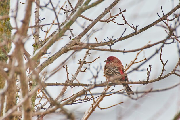 Bild des roten Vogels, der auf einem Zweig des Winterbaums mit leichtem Schnee ruht