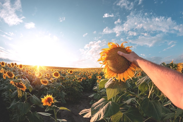 Bild des Sonnenblumenfeldes morgens oder abends Männliche Hand, die eine Blüte hält