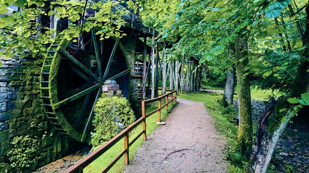 Bild des Wanderwegs bei der Wassermühle im Wald