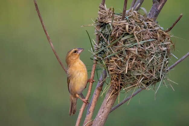 Bild des weiblichen Baya-Webers, der auf Naturhintergrund nistet Vogeltiere