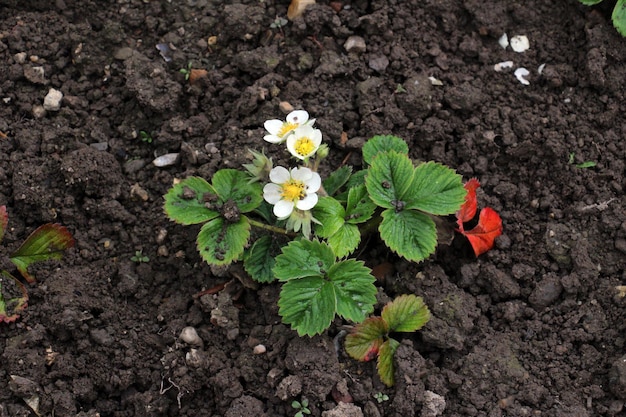 Bild einer Erdbeerblüte in einem Garten