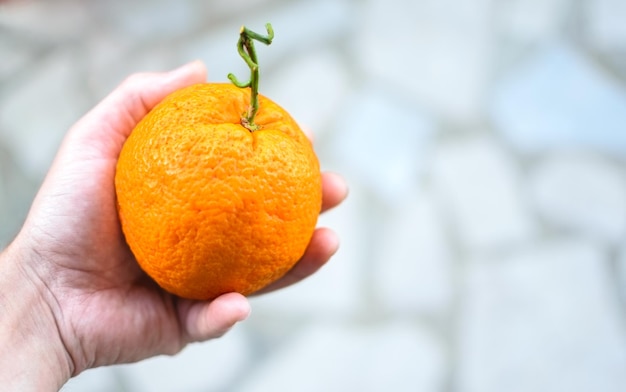 Bild einer Hand, die eine reife Orange mit Copyspace hält