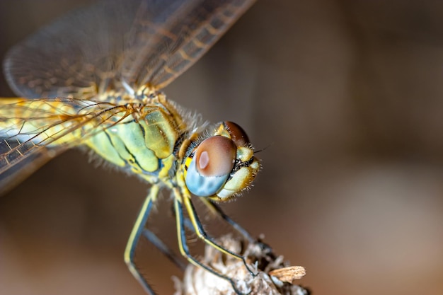 Bild einer Libelle sympetrum sp durchgeführt wie Foto der Annäherung