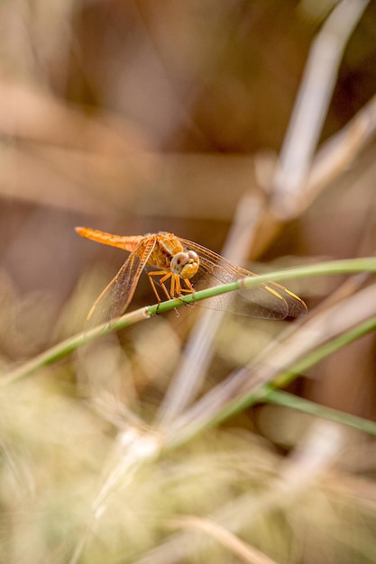 Bild einer Libelle sympetrum sp durchgeführt wie Foto der Annäherung