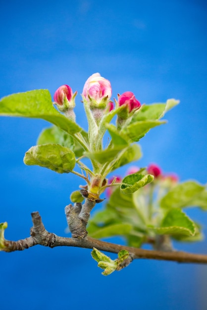 Foto bild einer rosa apfelblüte im aprilbild einer