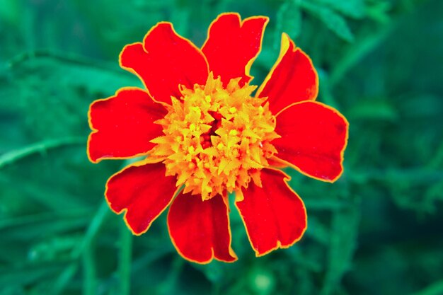 Bild einer schönen Blumengarten-Ringelblume TAGETES