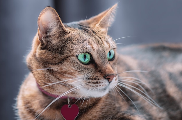 Bild einer verspielten reinrassigen Bengalkatze in einem rosa Halsband. Das Konzept der Fürsorge und Liebe für Haustiere. Gemischte Medien