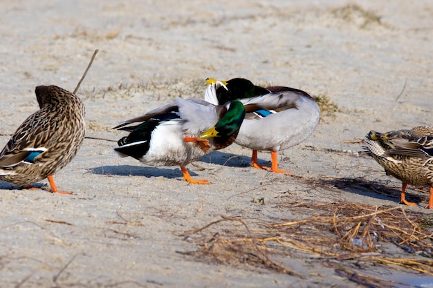 Bild einer Wildente am Flussufer mit Eis