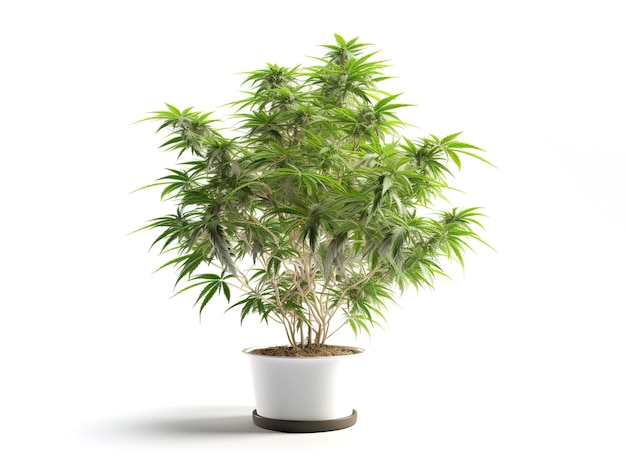 Bild eines Cannabisbaums auf weißem Hintergrund Illustration Generative KI
