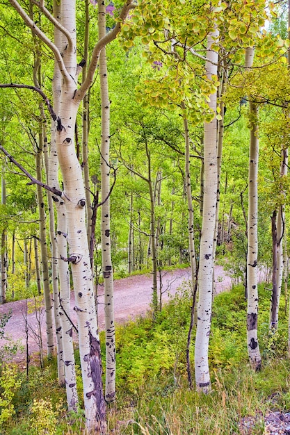 Bild eines einfachen Wanderweges durch den Wald mit Details von Espenstämmen in der Nähe des Herbstes