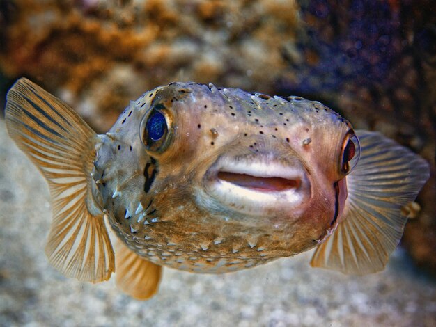 Bild eines einzigen Fugu-Fisches, der im Wasser schwimmt