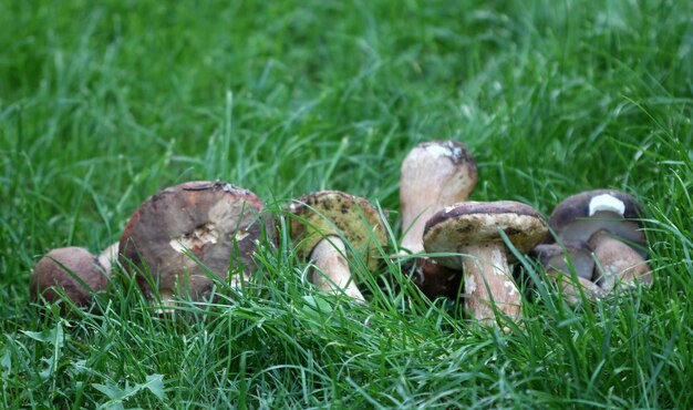 Foto bild eines gerade geernteten boletus edulis-pilzes