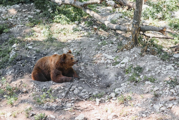 Bild eines großen Braunbären