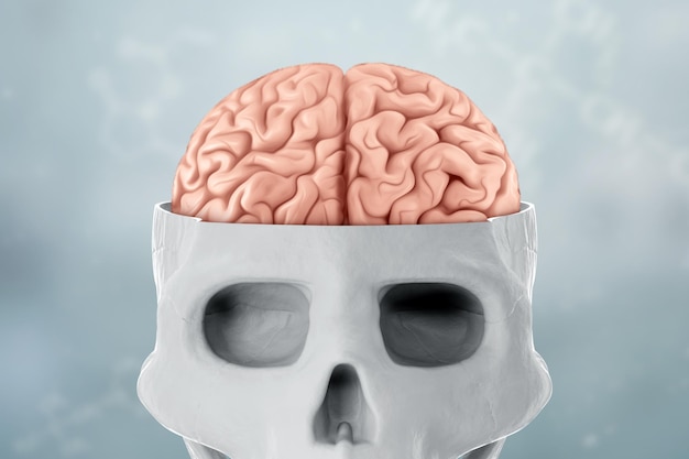 Bild eines menschlichen Schädels und Gehirns auf keinem hellen Hintergrund 3D rendern 3D-Darstellung