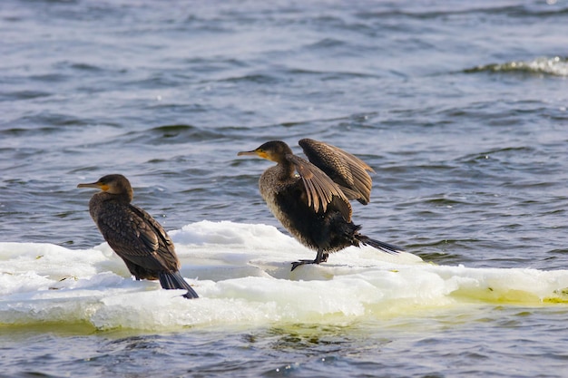 Bild eines Phalacrocorax auritus-Vogels, der auf einer Eisscholle auf einem Fluss schwimmt