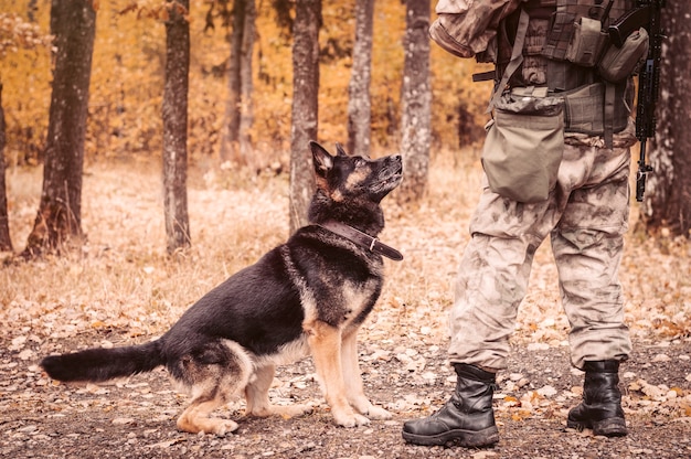 Bild eines polizeihundes, der auf einen befehl eines beamten wartet. das konzept der militärischen konflikte. suche nach sprengkörpern, schmugglern. gemischte medien