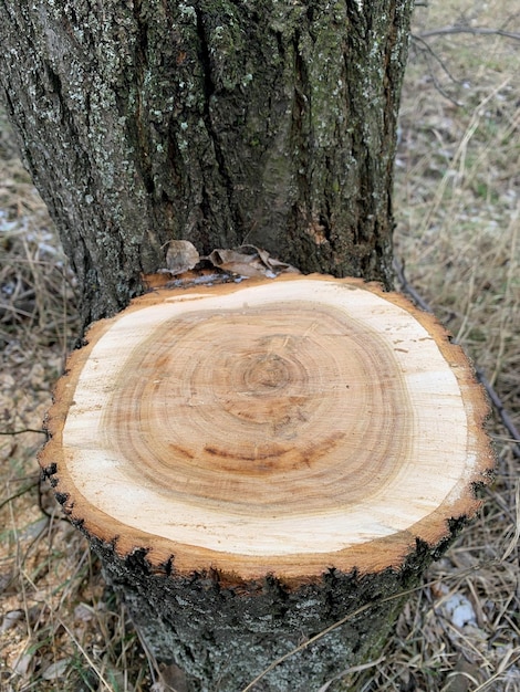 Bild eines Querschnitts eines Baumes mit deutlich sichtbaren Jahresringen