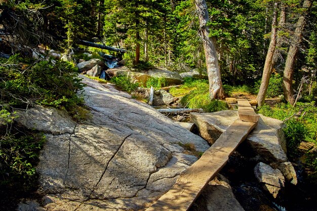 Bild eines schmalen Wanderwegs aus Baumstämmen durch den Wald