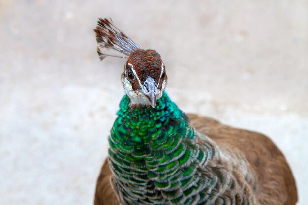 Bild eines schönen jungen Tiervogelpfaus