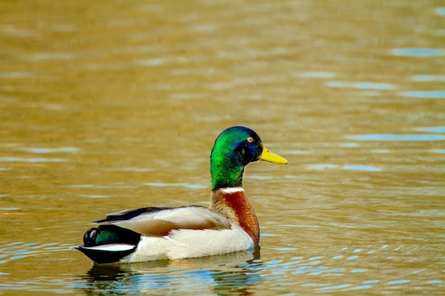 Bild eines Tieres, ein wilder Drake schwimmt auf einem Teich