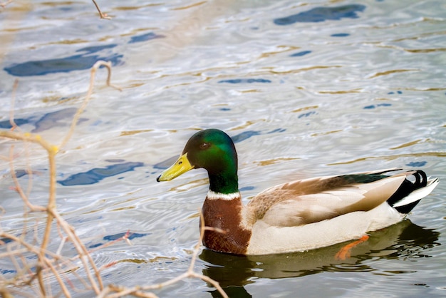 Bild eines Tieres, ein wilder Drake schwimmt auf einem Teich
